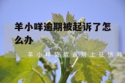 羊小咩逾期被起诉了怎么办(羊小咩逾期一个月,有问题吗)